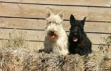 SCOTTISH TERRIER 257